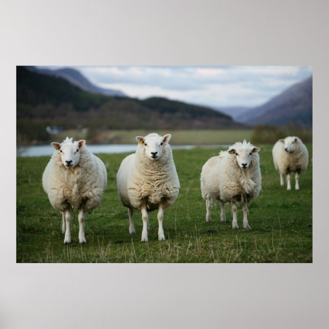 Sheep - Scotland Poster (Front)