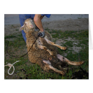 Sheep Shearing