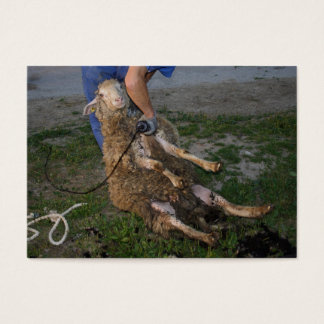Sheep Shearing