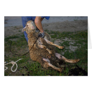 Sheep Shearing
