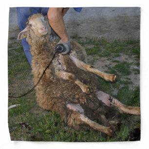 Sheep Shearing Bandana