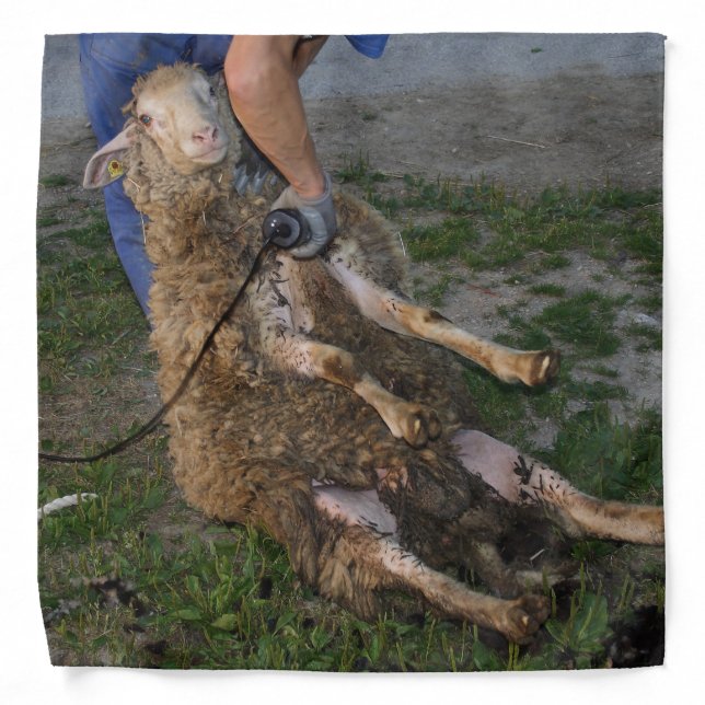 Sheep Shearing Bandana (Front)