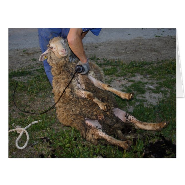 Sheep Shearing Cards (Front Horizontal)