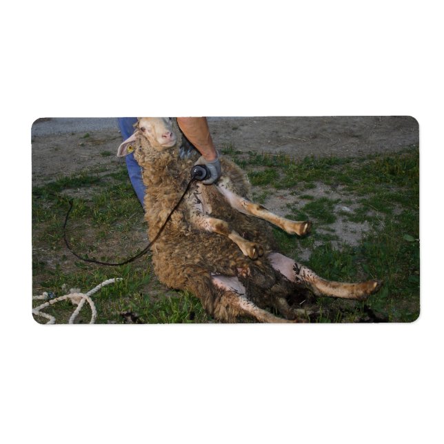 Sheep Shearing Label (Front)
