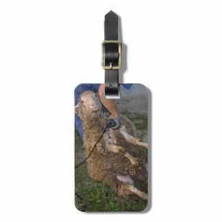 Sheep Shearing Luggage Tag