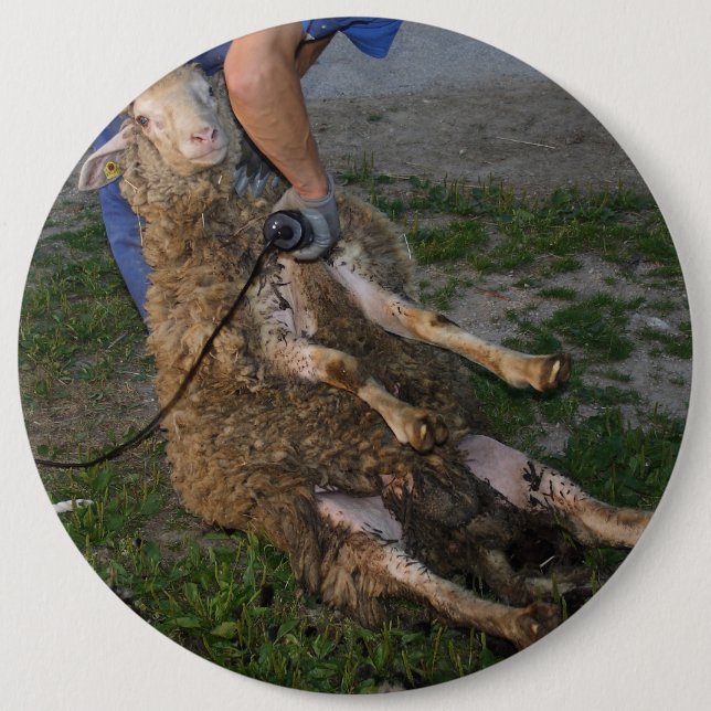 Sheep Shearing Pinback Button (Front)