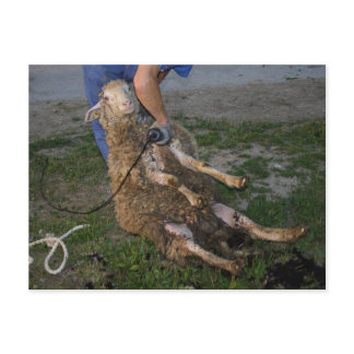 Sheep Shearing Postcard