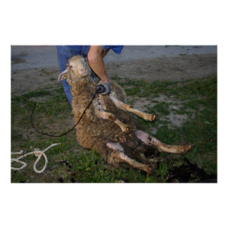 Sheep Shearing Poster