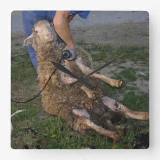 Sheep Shearing Square Wall Clock
