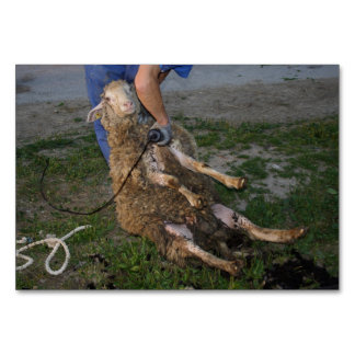 Sheep Shearing Table Number