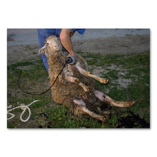 Sheep Shearing Table Number (Front)