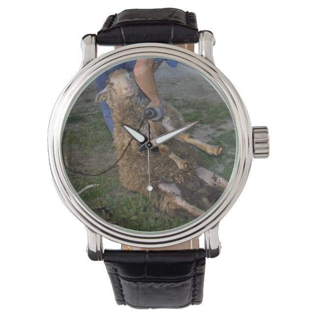 Sheep Shearing Watch (Front)