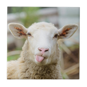 Sheep show tongue ceramic tile