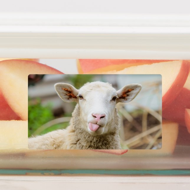 Sheep show tongue labels (Affixed)