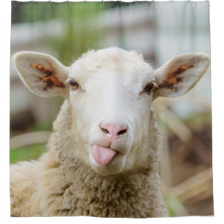 Sheep show tongue shower curtain