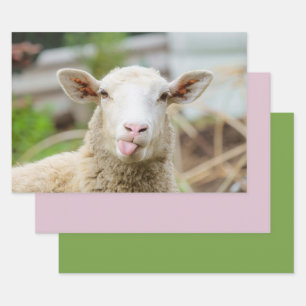 Sheep show tongue wrapping paper sheets