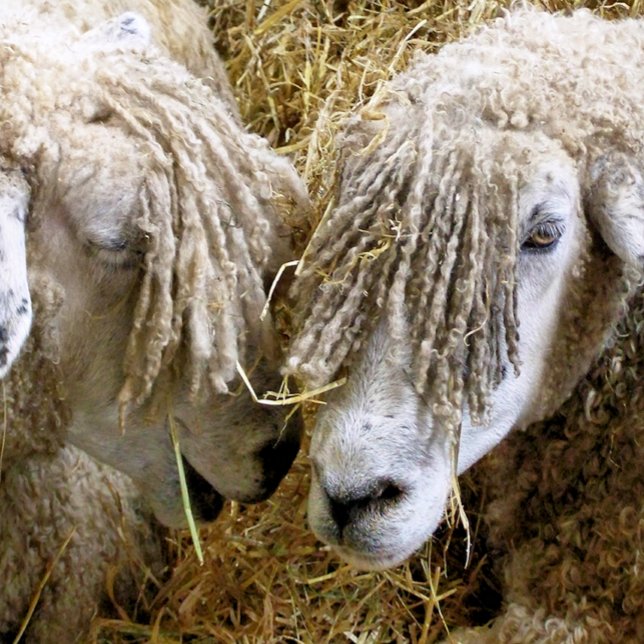 SHEEP SQUARE STICKER (Two beautiful Cotswold sheep captured photographically.)