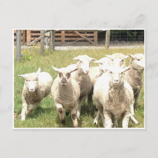 Sheep Stampede Postcard