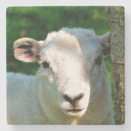 SHEEP STONE COASTER