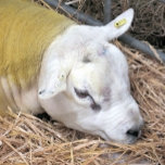 SHEEP TEAPOT<br><div class="desc">A photographic design of a beautiful Texel sheep.</div>