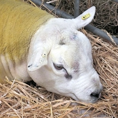 SHEEP TEAPOT