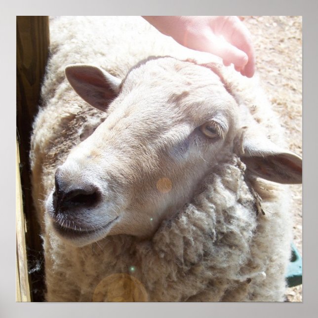 Sheep The Good Shepherd Christian Art photograph Poster (Front)