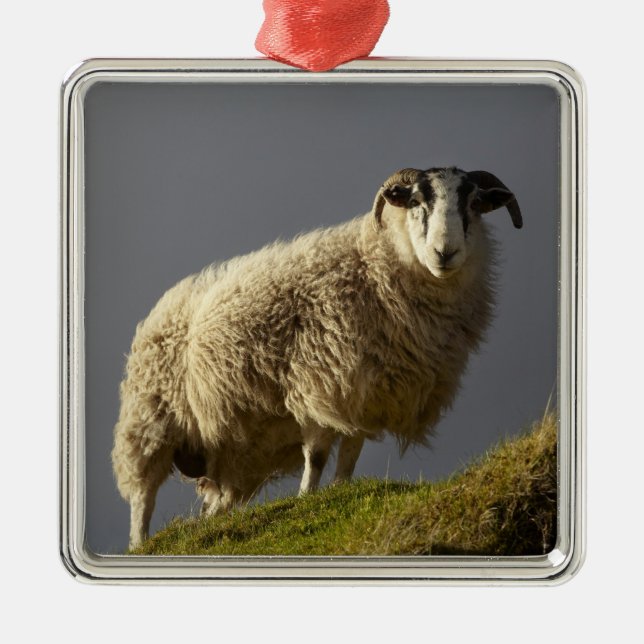 Sheep, Trotternish Peninsula, Isle of Skye, Metal Ornament (Front)