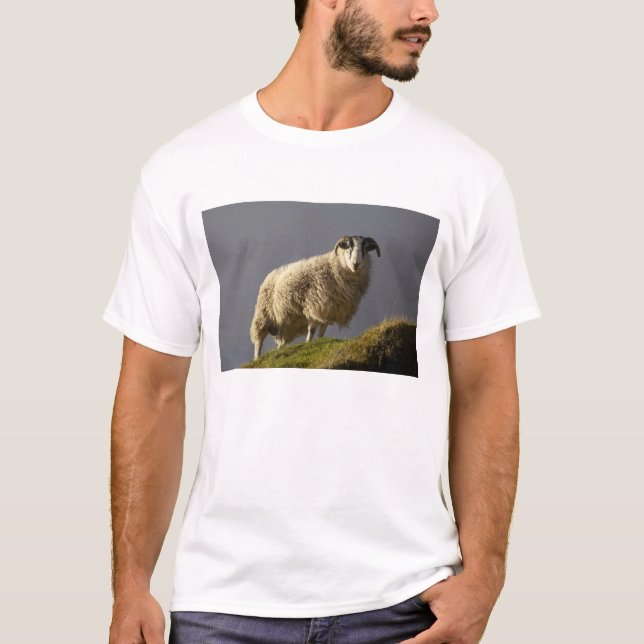 Sheep, Trotternish Peninsula, Isle of Skye, T-Shirt (Front)
