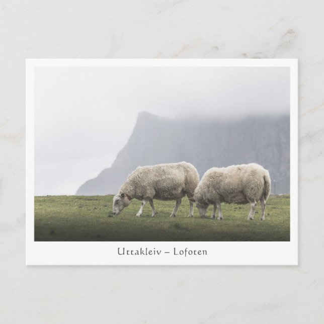 Sheep Uttakleiv Lofoten Islands Postcard (Front)