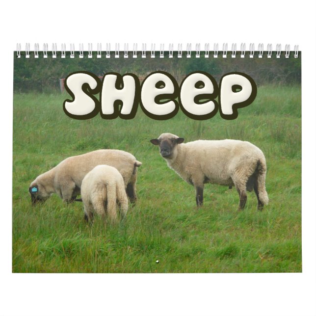 Sheep Wall Calendar (Cover)