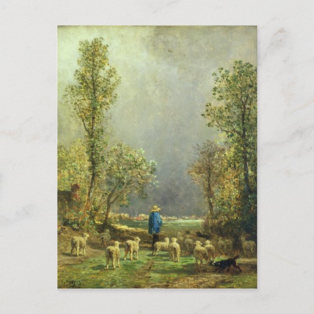 Sheep watching a Storm Postcard (Front)