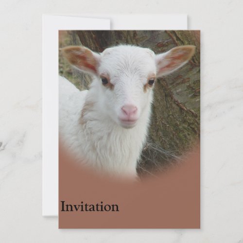 Sheep _ White Lamb Invitation