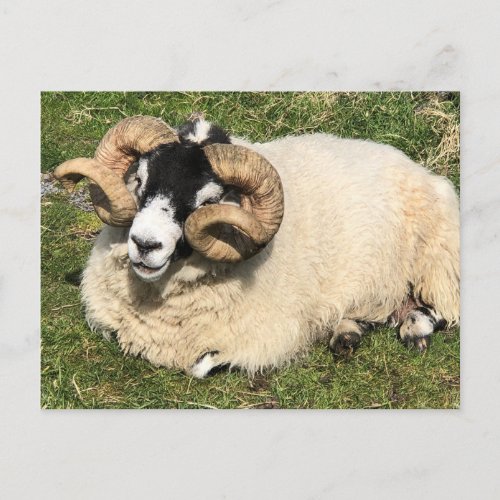 Sheep with Curly Horns Isle of Islay Scotland Postcard