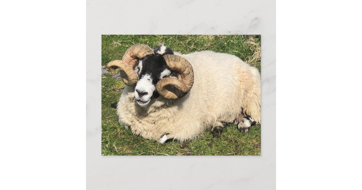 Sheep with Curly Horns. Isle of Islay, Scotland Postcard | Zazzle