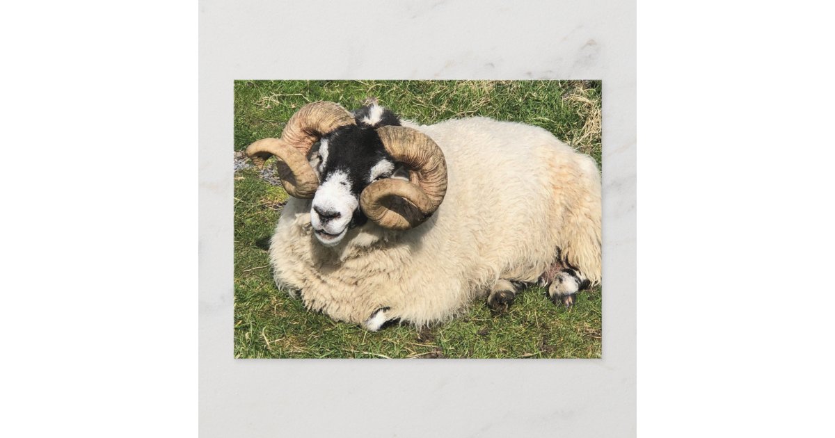Sheep with Curly Horns. Isle of Islay, Scotland Postcard | Zazzle Sheep with Curly Horns. Isle of Islay, Scotland Postcard | Zazzle