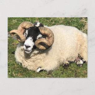 Sheep with Curly Horns. Isle of Islay, Scotland Postcard