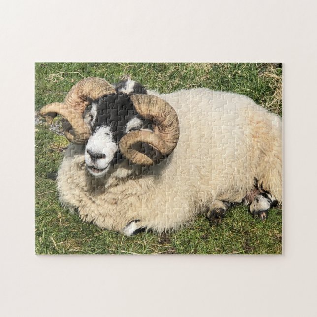 Sheep with Curly Horns on Islay, Scotland. Sheep Jigsaw Puzzle (Horizontal)