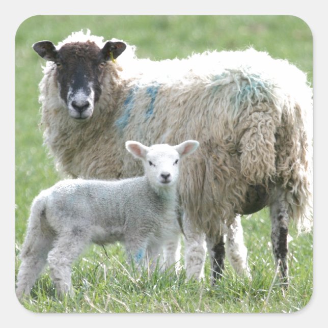Sheep with her lamb square sticker (Front)