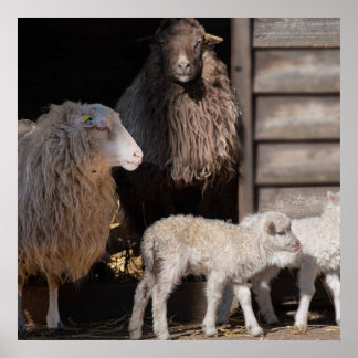 Sheep with Lambs Animal Photograph Poster