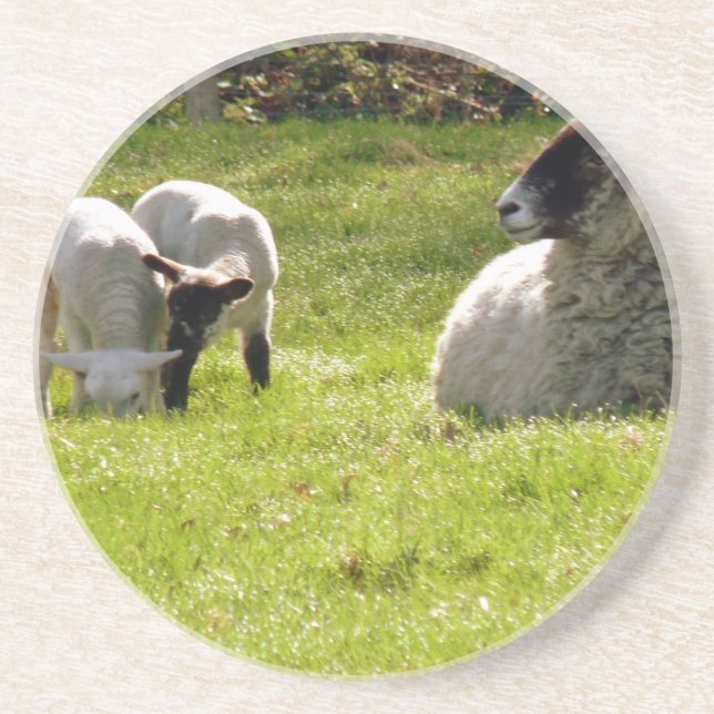 Sheep With Spring Lambs Drink Coaster (Front)