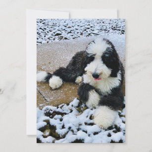 sheepadoodle gifts