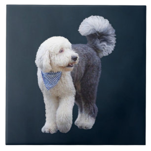 Sheepadoodle With Blue Checkered Scarf Ceramic Tile
