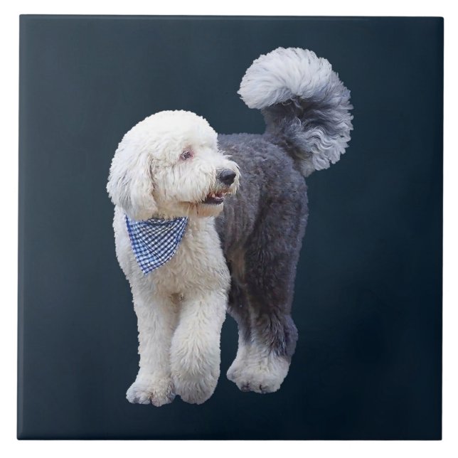 Sheepadoodle With Blue Checkered Scarf Ceramic Tile (Front)