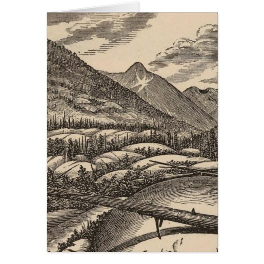 Sheepbacks Cards (Front)