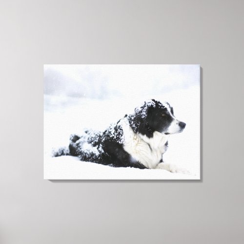 Sheepdog Akbashcollie mix lying out during Canvas Print