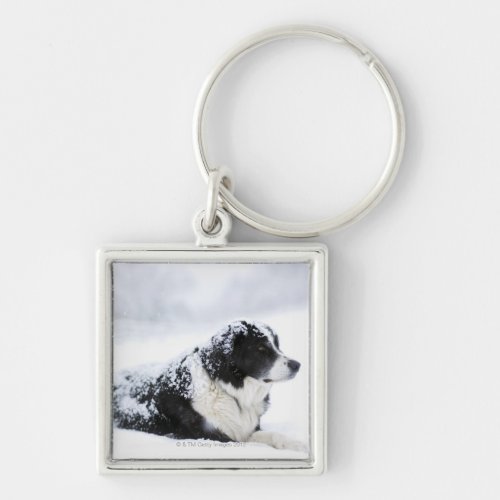 Sheepdog Akbashcollie mix lying out during Keychain