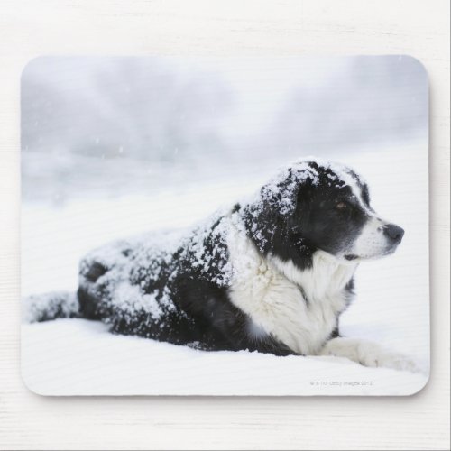Sheepdog Akbashcollie mix lying out during Mouse Pad