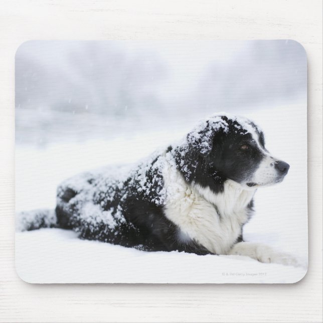 Sheepdog (Akbash/collie mix) lying out during Mouse Pad (Front)