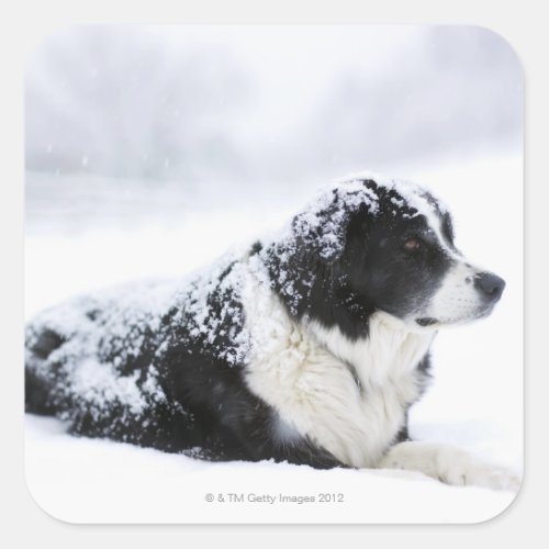 Sheepdog Akbashcollie mix lying out during Square Sticker
