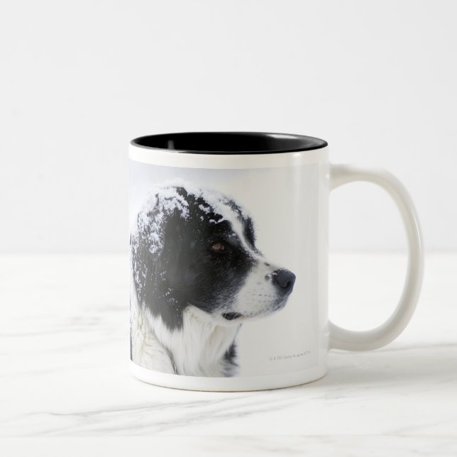 Sheepdog (Akbash/collie mix) lying out during Two-Tone Coffee Mug (Right)